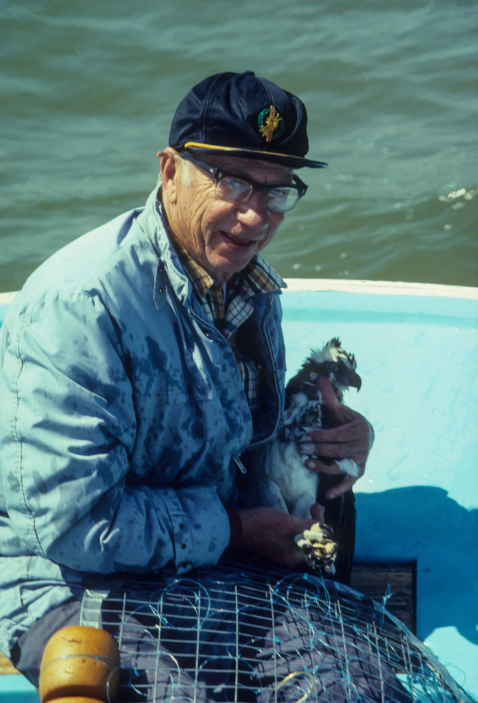 Charlie Hacker with an adult osprey trapped on the York River in the 1980s.