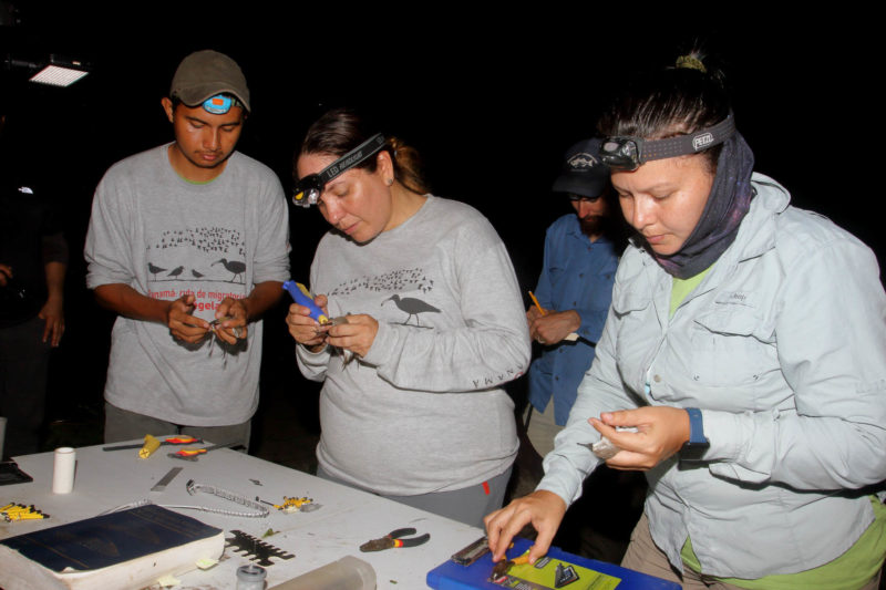Christian Torres, Yenifer Díaz and Carol Gantes process shorebirds as Chance Hines records data.