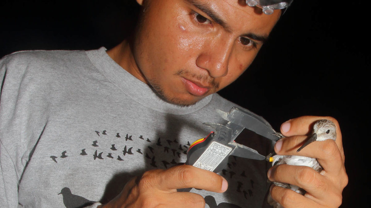 Christian Torres uses a dial caliper to measure the tarsus of a western sandpiper