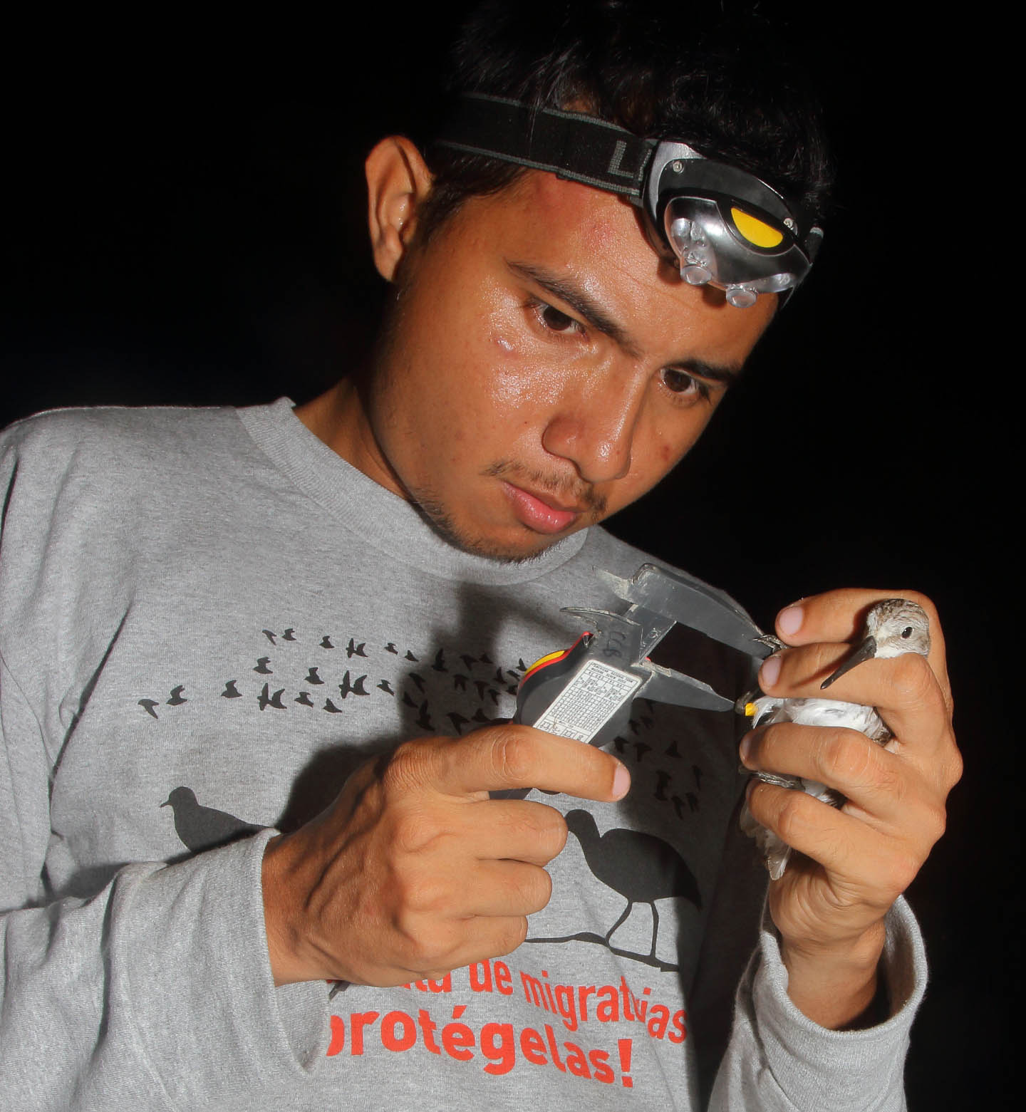 Christian Torres uses a dial caliper to measure the tarsus of a western sandpiper