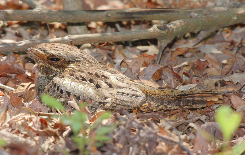 Chuck-will’s-widow on nest in Virginia.