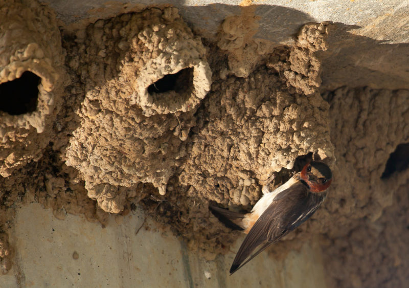 Cliff swallow feeding young.