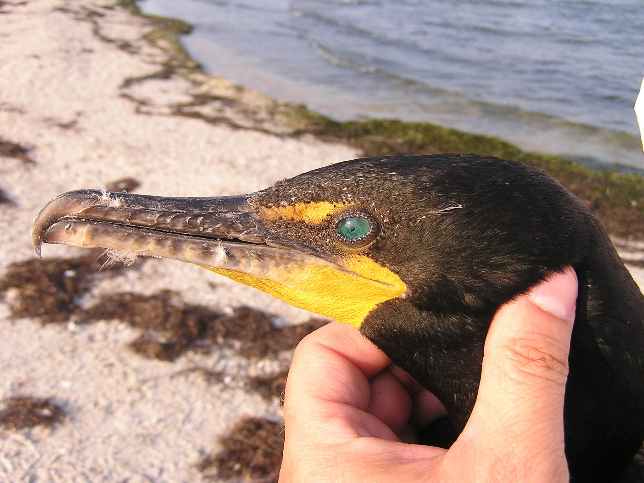 Close-up of an adult double-crested cormorant on the Virginia barrier islands