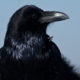 Common raven.
