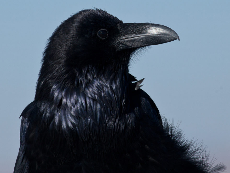 Common raven.