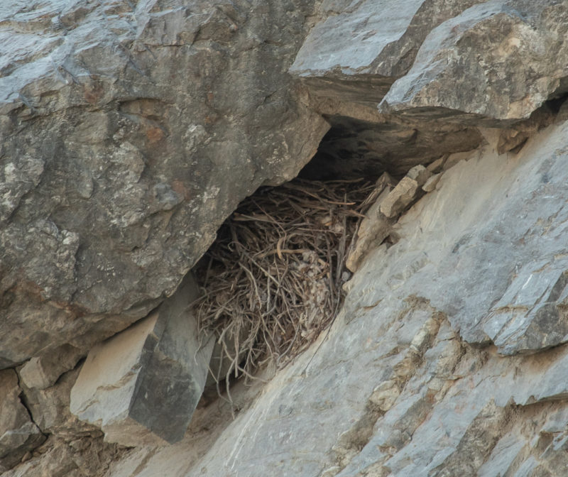 Common raven nest built under overhang near the top of a high wall.
