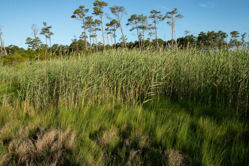 Common reed has invaded many of the salt marsh-maritime forest ecotones