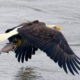 An eagle with a CCB transmitter carries a fish below the Conowingo Dam. Throngs of eagles come to the lower Susquehanna from throughout eastern North America to feed and loaf in the area. Photo by Ted Ellis.
