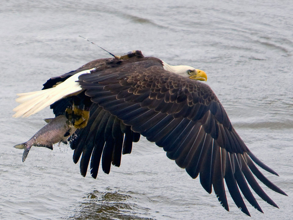 An eagle with a CCB transmitter carries a fish below the Conowingo Dam. Throngs of eagles come to the lower Susquehanna from throughout eastern North America to feed and loaf in the area. Photo by Ted Ellis.