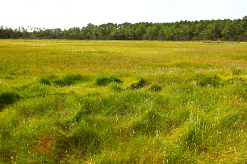 Conventional black rail habitat along the Atlantic Coast.