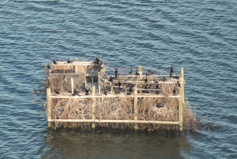 Cormorant colony on a duck blind within Chincoteague Bay