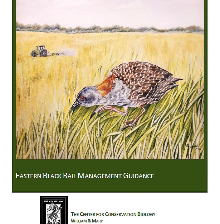 Cover art for Eastern Black Rail Management Guidance