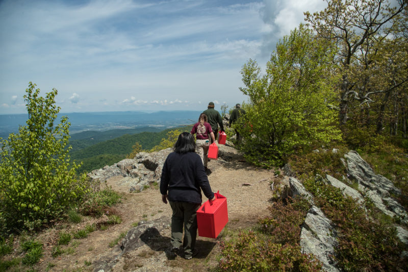 Crew carrying young falcons along the face of Franklin Cliffs in Shenandoah National Park