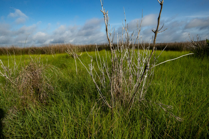 Dead saltbush along the outer edge of a salt marsh in Mathews County.