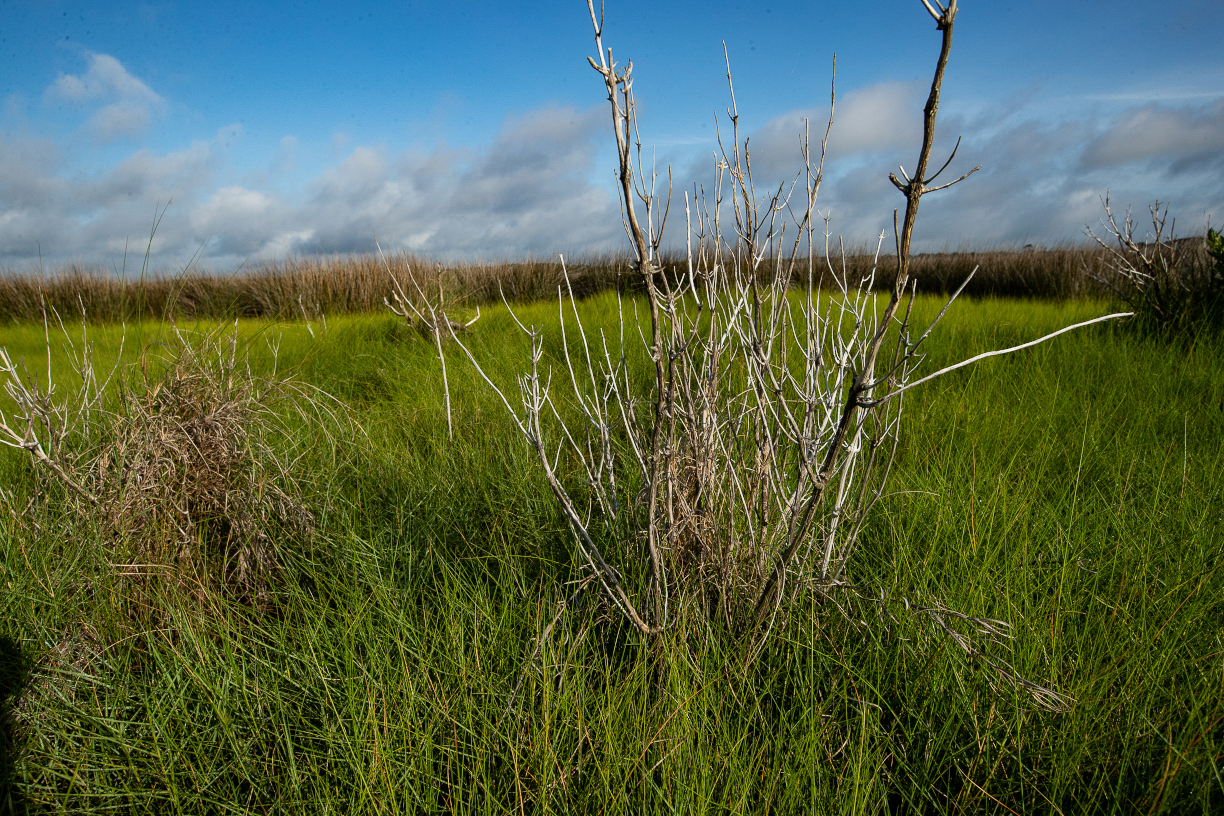 Atlantic Song Sparrow Declines The Center For Conservation Biology