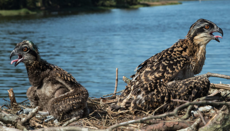 Differential access to food leads to asymmetric broods