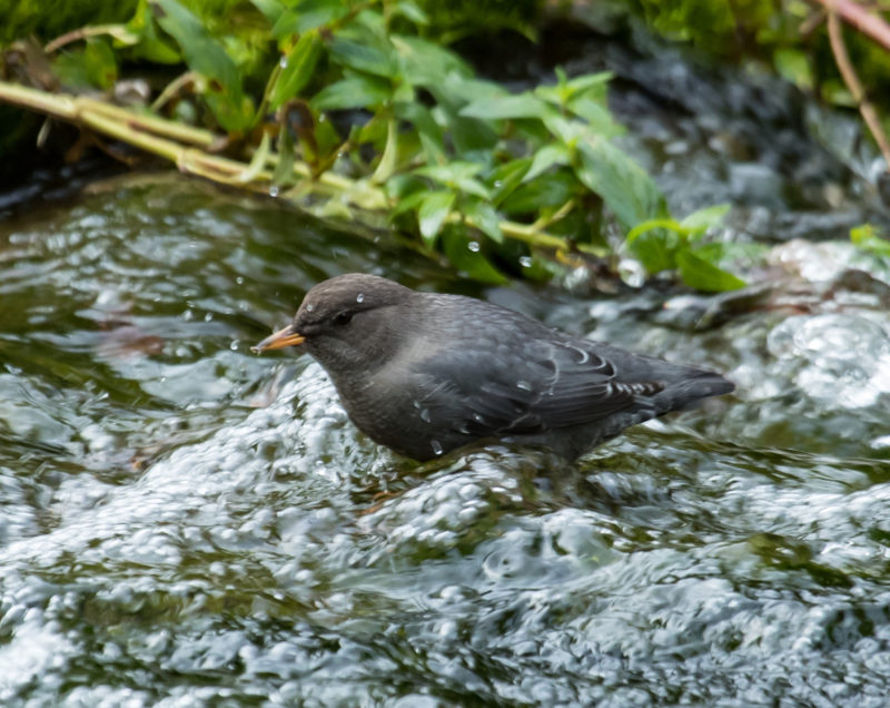 A dipper foraging in a clear mountain stream in the Black Hills.