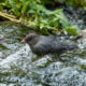 A dipper foraging in a clear mountain stream in the Black Hills.