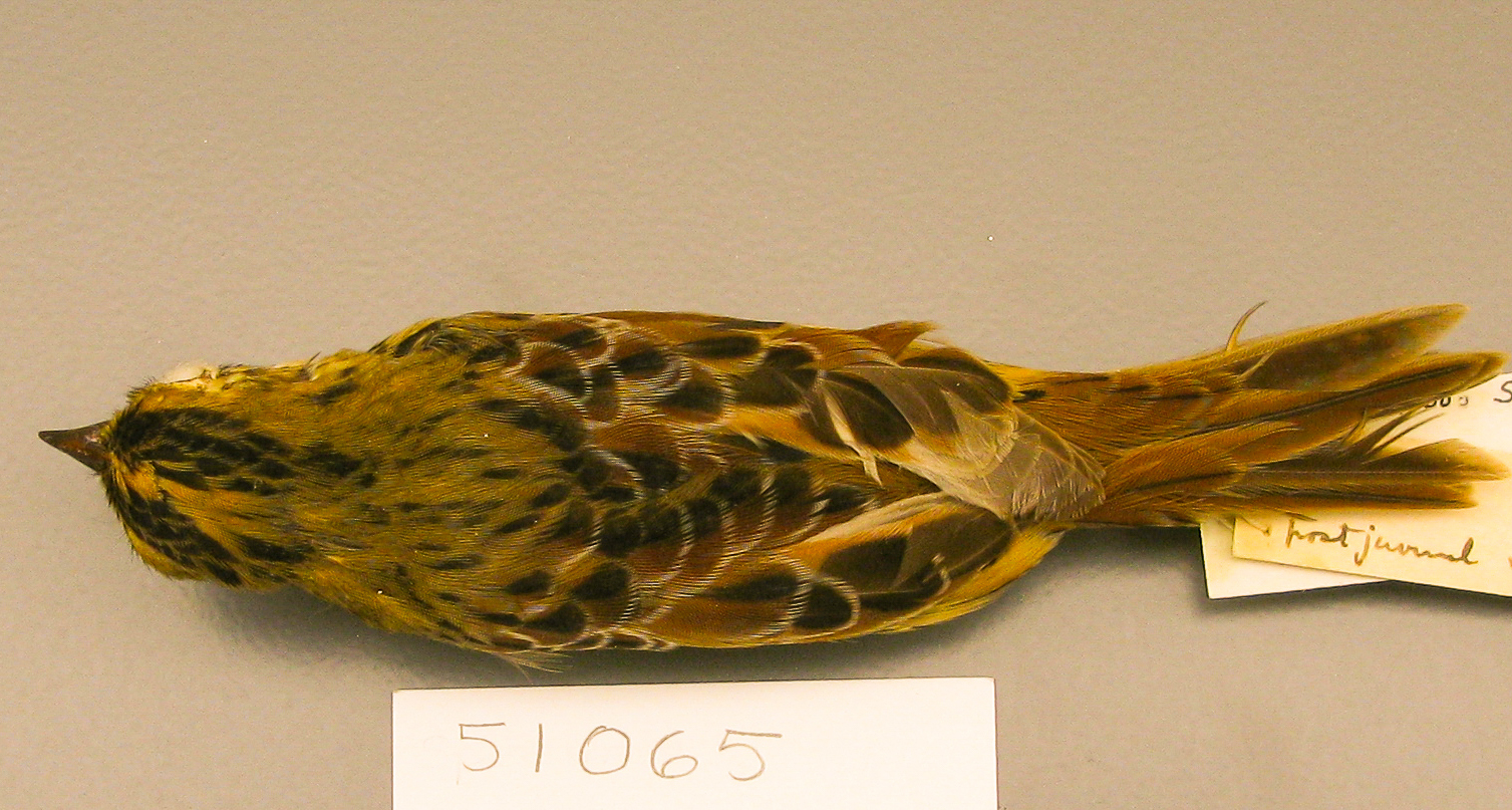 Dorsal plumage of a salt marsh Henslow’s sparrow