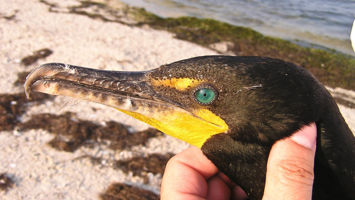 Double-crested cormorant in the hand.