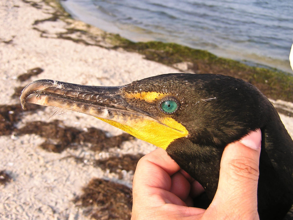 Double-crested cormorant in the hand.