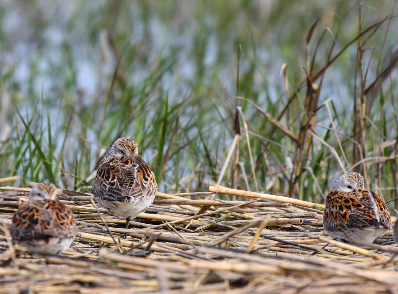 Dunlin roost and sleep on a line of wrack during high tide on the Chesapeake Bay in Virginia.