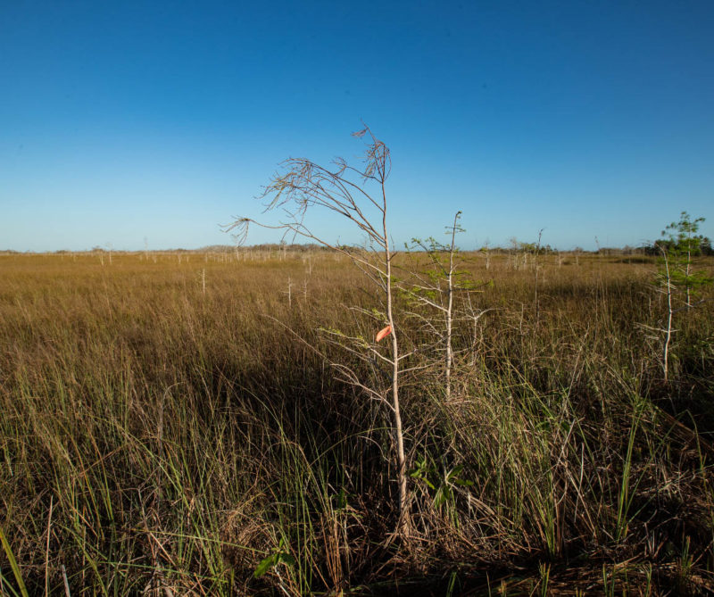 Dwarf cypress marshes represented the wetter end of the hydrologic gradient