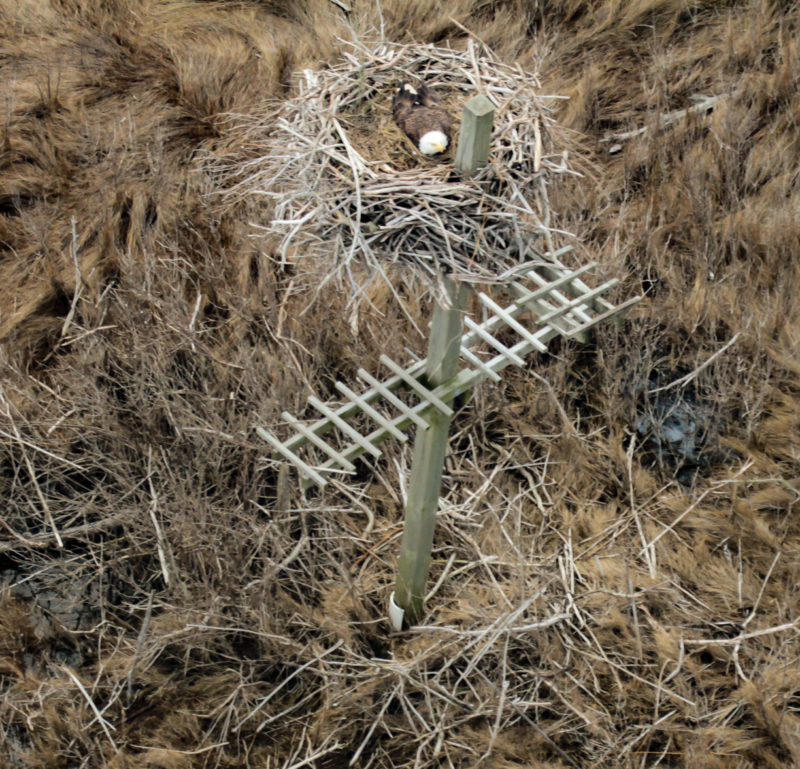 Bald eagle incubating on a low platform constructed for great blue herons on Bloodsworth Island.