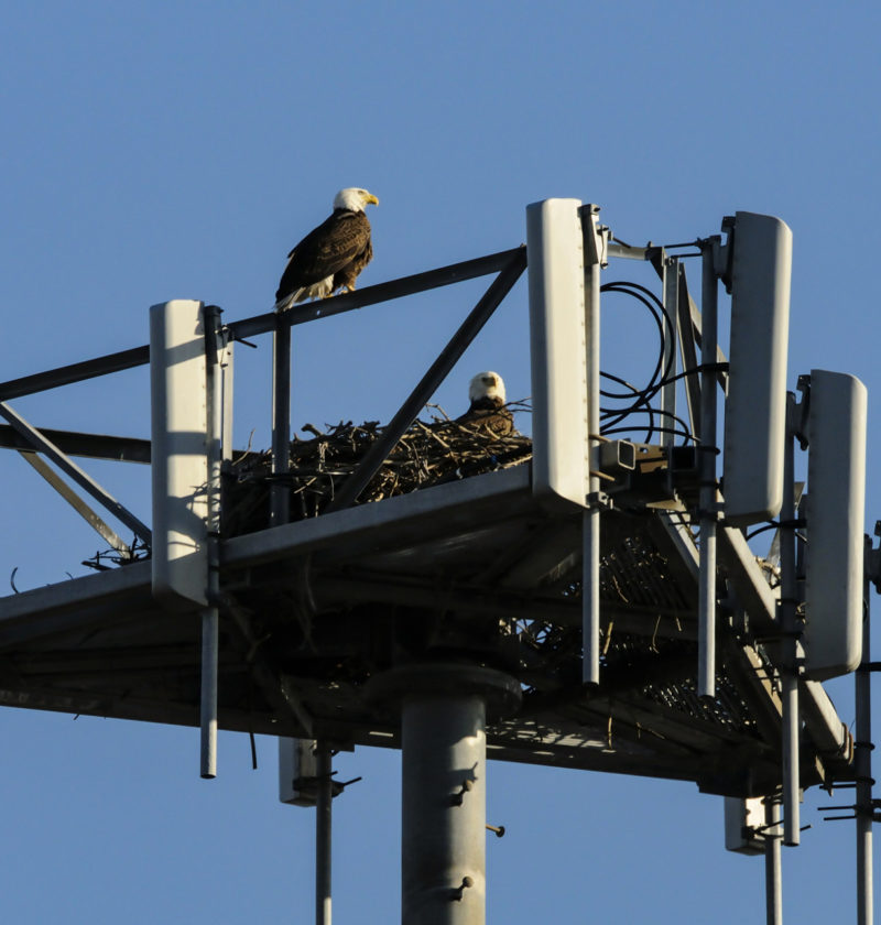 Bald eagle pair nesting on a cell tower in Virginia Beach.