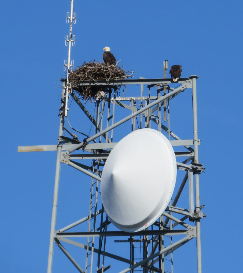 Eagle pair nesting on a tower in lower Tidewater