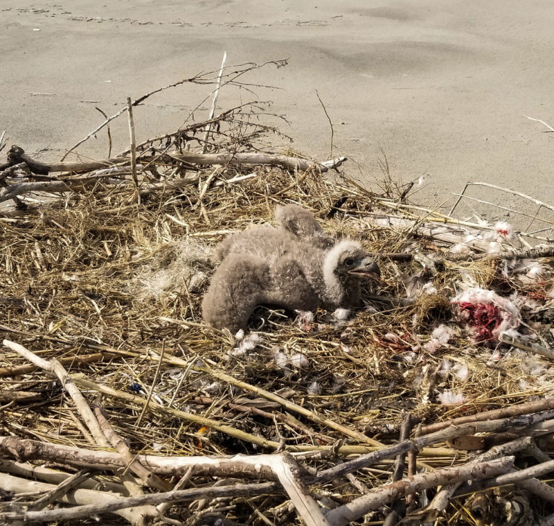 Eaglet in a new beach nest found on south Ship Shoal Island