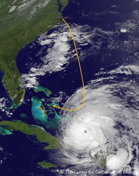 Encounter between whimbrel flying through the western migration route and Hurricane Irene on 24 August 2011