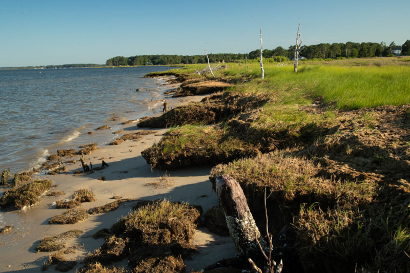 Erosion of the berm along the perimeter of a salt marsh in the lower Chesapeake Bay.