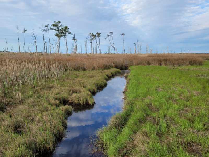 Example of a marsh patch that has converted from upland habitat.