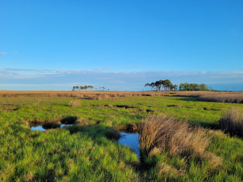 Example of a short grass saltmarsh patch that has persisted since prior to the mid-20th century.