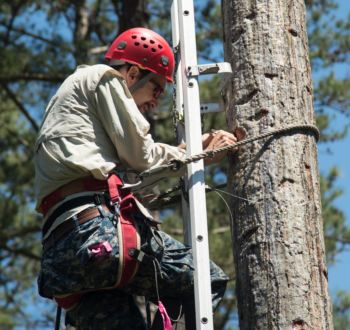Virginia woodpeckers have record production The Center for