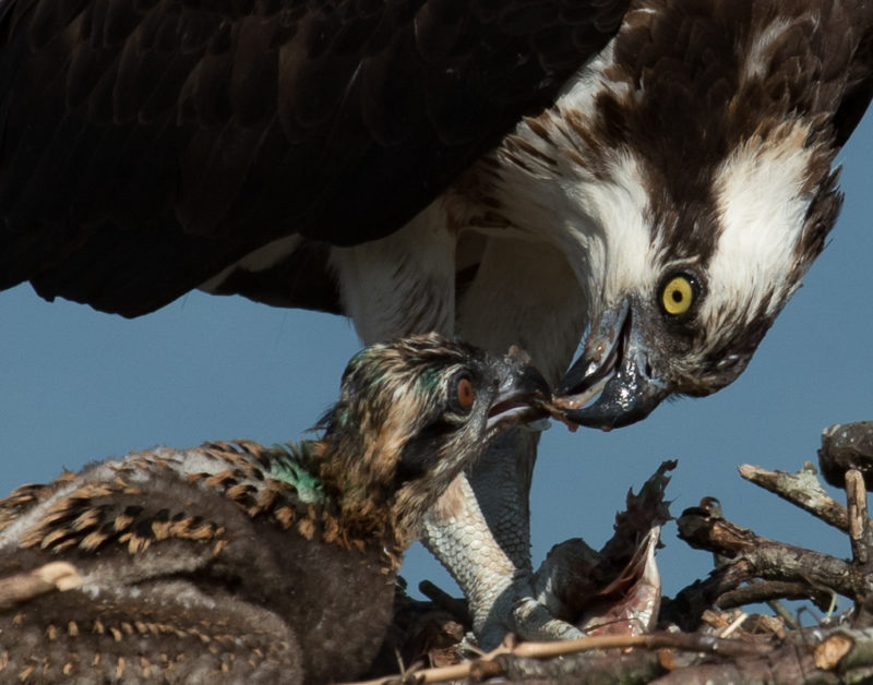 Female osprey feeding nestling with fish provided.