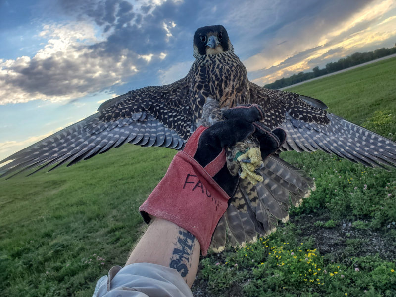 Female peregrine captured on 29 July around the Montreal International Airport by Nathan Crockford