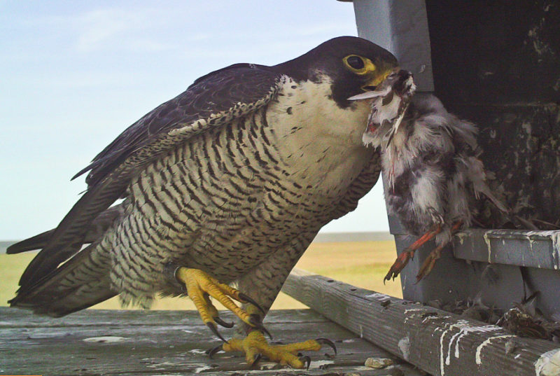 Female peregrine falcon bringing ruddy turnstone into nest box to feed brood