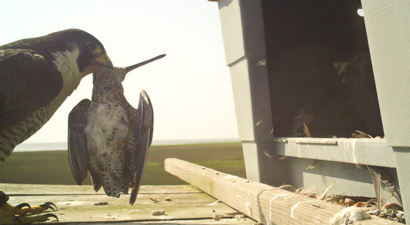 Female peregrine falcon bringing short-billed dowitcher to feed brood.