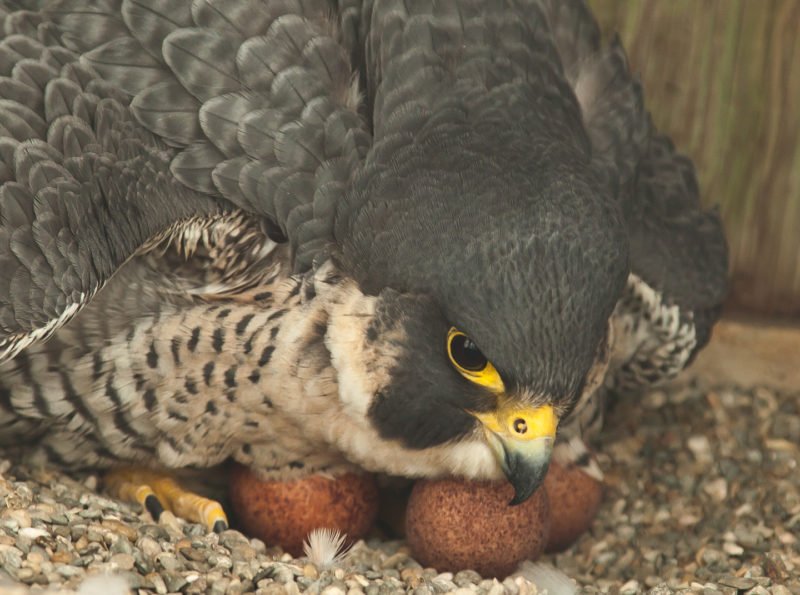 Female peregrine falcon turns eggs on bridge.