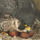 Female peregrine falcon turns eggs on bridge.