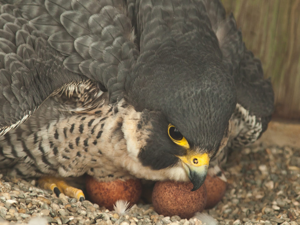 Female peregrine falcon turns eggs on bridge.
