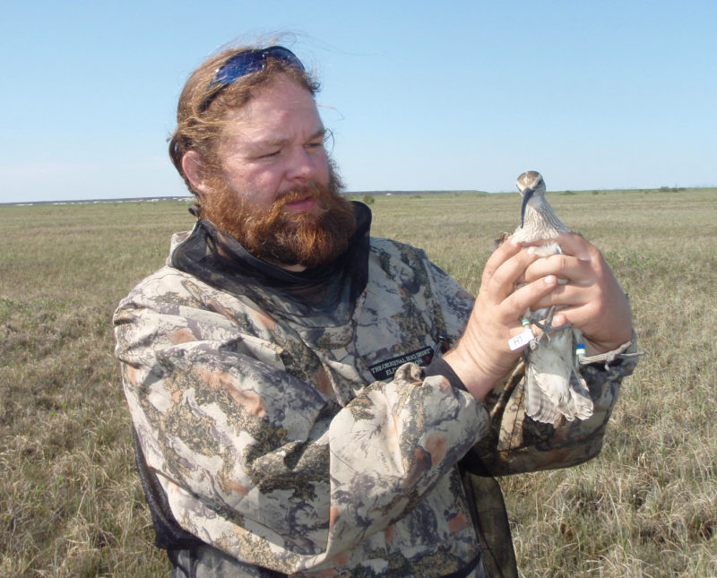Fletcher Smith with a whimbrel captured on the breeding grounds along the Mackenzie River in western Canada.