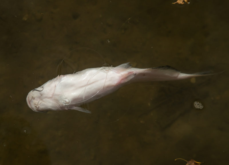 Floating catfish rigged with two monofilament nooses.