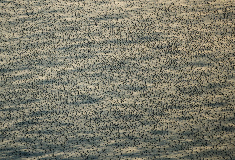 Foraging flock of cormorants in near shore waters along the Outer Banks of North Carolina