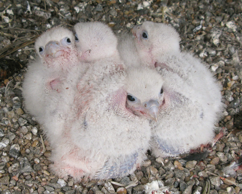 Four-young brood in nest box of the Elkins Marsh Shack Tower