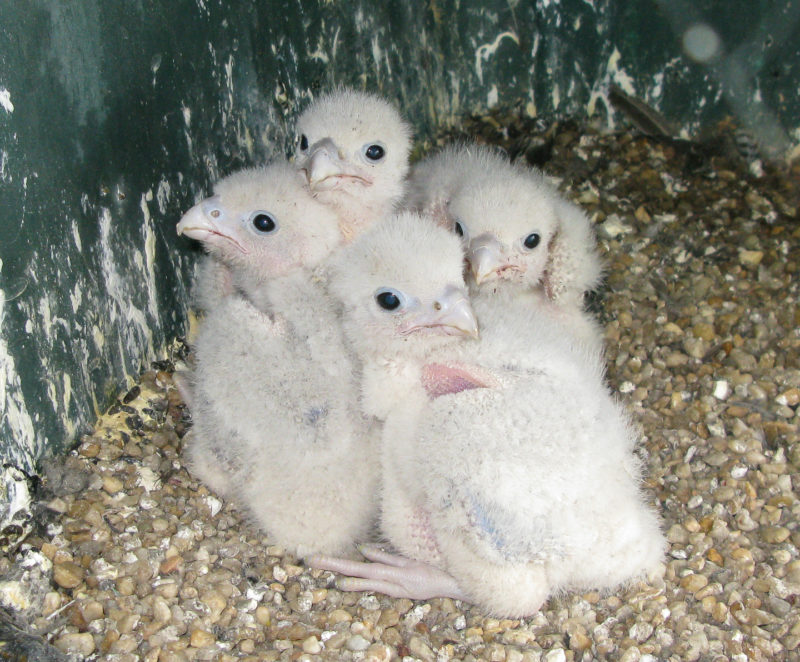 Four-young brood within the nest box on the Benjamin Harrison Bridge