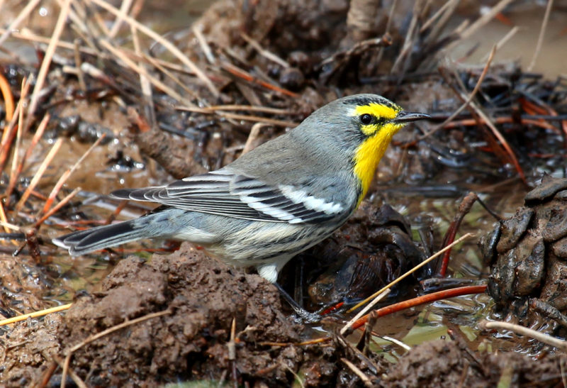 A Grace’s warbler comes down to a spring in Utah for a drink.