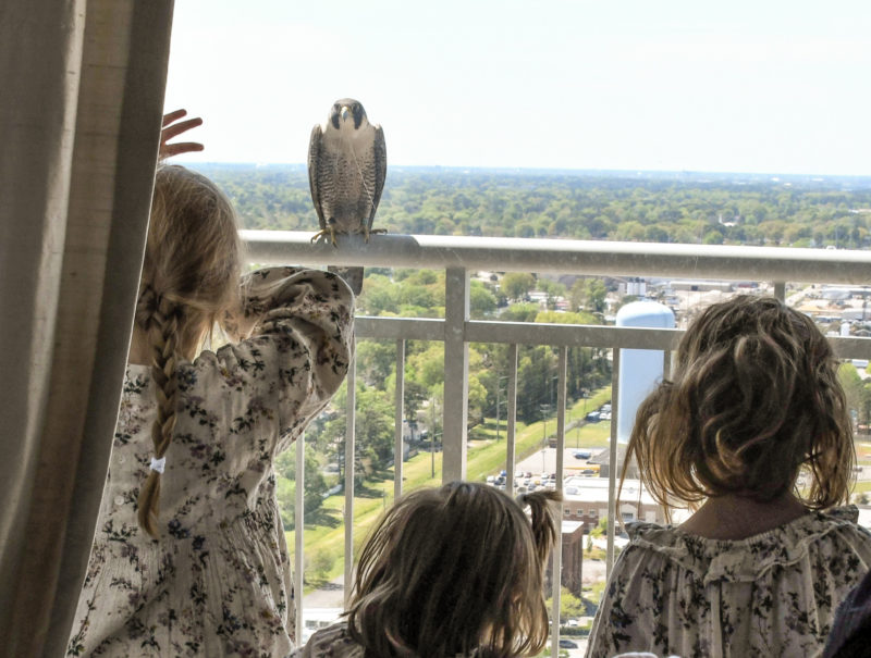 Grand children of Dr. and Mrs. Hambaz look through the bedroom window and watch the falcon pair with young.